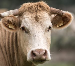 La Protectora iniciará el año en sus nuevas instalaciones