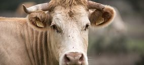 La Protectora iniciará el año en sus nuevas instalaciones