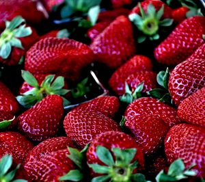 Bonafru acondiciona fincas de 200 ha para berries con una inversión de 7 M€