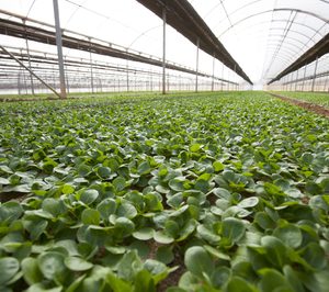 Vegetales Línea Verde vuelve a crecer a doble dígito