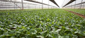 Vegetales Línea Verde vuelve a crecer a doble dígito