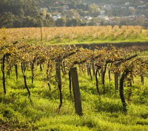 El proyecto Globalviti destinará 8,8 M para hacer frente al cambio climático