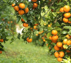 La variedad de mandarina Orri comercializa más de 25.000 t en su primera campaña