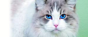 Informe 2017 del sector de petfood