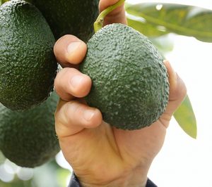 Frutas Montosa incorpora un laboratorio multirresiduo