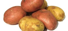 Intersur constituye una sociedad mixta en Argelia para producir patata nueva