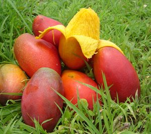 Más capacidad productiva en Tropico Spain