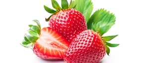 S.V.Z. Almonte estrena línea de concentrado y sigue ampliando su planta