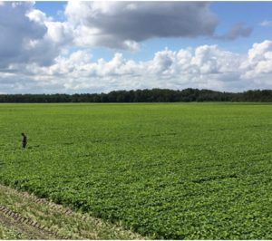 Las verduras congeladas en cifras positivas históricas