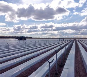 Cuna de Platero inicia la plantación de fresa en Ávila para alargar la campaña