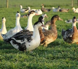 ¿Cómo afectará el brote de influenza aviar al mercado nacional de foie gras?