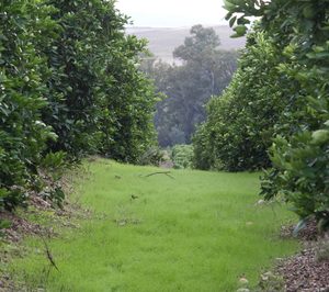 Edeka, Iberhanse y WWF, en pro de los cultivos sostenibles de cítricos