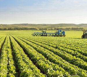 Acedera, un nuevo brote en el catálogo de Florette