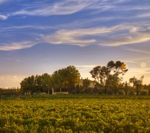 Bodegas Torres, marca más admirada del mundo, invierte 25 M€ este año