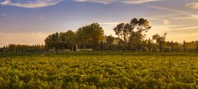 Bodegas Torres, marca más admirada del mundo, invierte 25 M€ este año