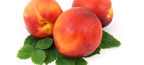Frutas Esther presupuesta nuevas inversiones
