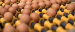 Informe 2017 del sector de huevos