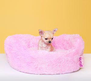 Gloria Pets continúa desarrollando su modelo de negocio de mascotas