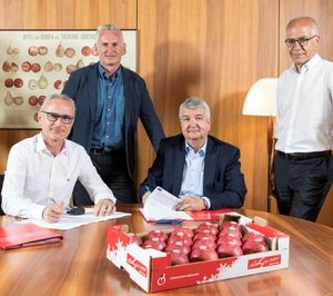 VOG producirá y comercializará la manzana club Crimson Snow