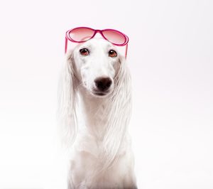 Gloria Pets incorpora una nueva línea de snacks