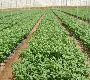 Herbex mantiene el doble dígito en su crecimiento