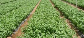 Herbex mantiene el doble dígito en su crecimiento