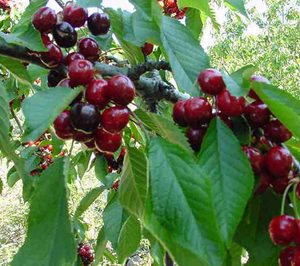 Alimerka amplía la oferta de verduras y frutas ecológicas