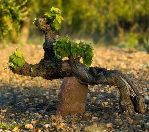 El proyecto europeo de mejora de la sostenibilidad vitivinícola en Priorat absorberá 1,5 M