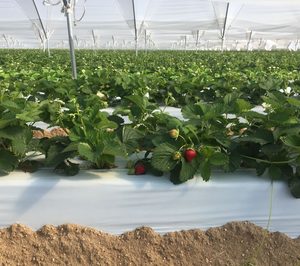 Cuna de Platero prevé seguir creciendo a dos dígitos mientras potencia inversiones