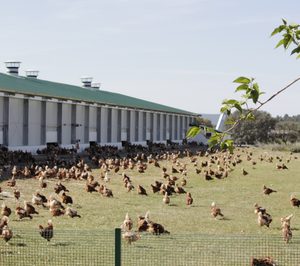 La interproveedora Huevos Guillén invertirá 60 M hasta 2025 para eliminar todas sus jaulas