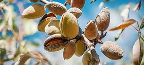S.A.T. Almendras de Almería se convierte en sociedad mercantil