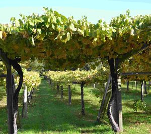 Las bodegas en zonas turísticas esperan ver crecer sus visitas un 10% este verano