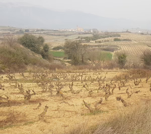 Gil Family Estates avanza en su proyecto de Rioja