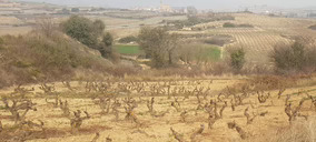 Gil Family Estates avanza en su proyecto de Rioja