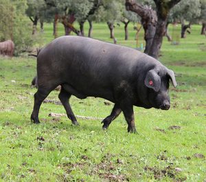 Sierra de Jabugo ultima la compra de una instalación cárnica integral