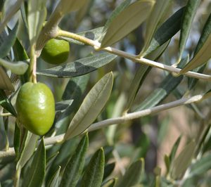 Dcoop, Aceitunera Marciense y F.J. Sánchez se incorporan a Asemesa