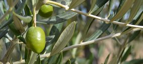 Dcoop, Aceitunera Marciense y F.J. Sánchez se incorporan a Asemesa