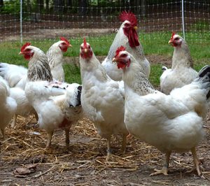 ¿Cómo se adapta la industria avícola a su crisis de precios y sobreoferta?