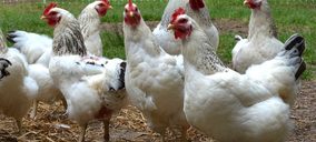 ¿Cómo se adapta la industria avícola a su crisis de precios y sobreoferta?