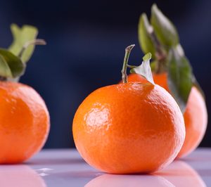 La cooperativa citrícola Narvill, en concurso de acreedores