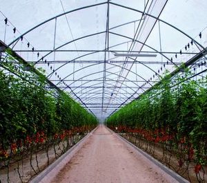 Innovación y desarrollo en los invernaderos andaluces