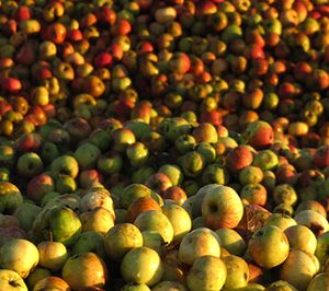 La DOP Sidra de Asturias autoriza nuevas variedades de manzana para llegar a los 4 Ml