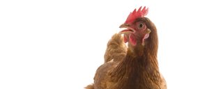 Makro dejará en 2022 de vender bajo su MDD huevos de gallinas criadas en jaula