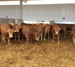 Provacuno potenciará la imagen del vacuno español en ferias internacionales