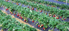 Planasa prepara la entrada de un socio financiero