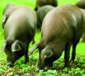 Iberaice se compromete con el control y la transparencia