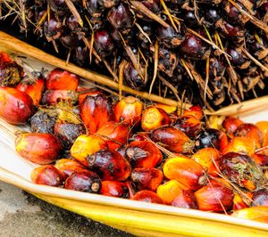 Alternativas al aceite de palma