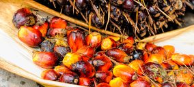 Alternativas al aceite de palma
