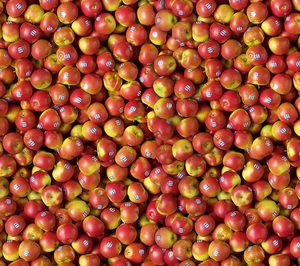 Kanzi inicia la temporada en España e Italia con volúmenes estables