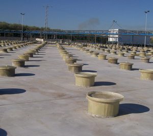 Dcoop compra terrenos e inicia su programa inversor en aceituna